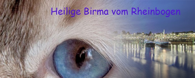 Heilig Birma vom Rheinbogen Kopie